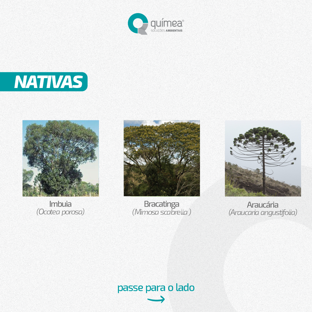 Espécies de Árvores Nativas e Exóticas do Paraná