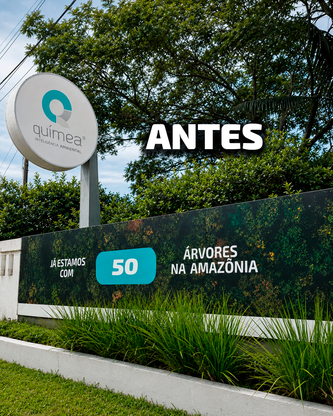 #MêsDaEcoeficiência: plantio de 1.000 árvores na Amazônia