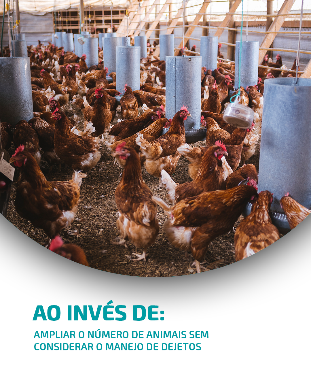 Ao invés de ampliar o número de animais sem considerar o manejo de dejetos, faça isso...