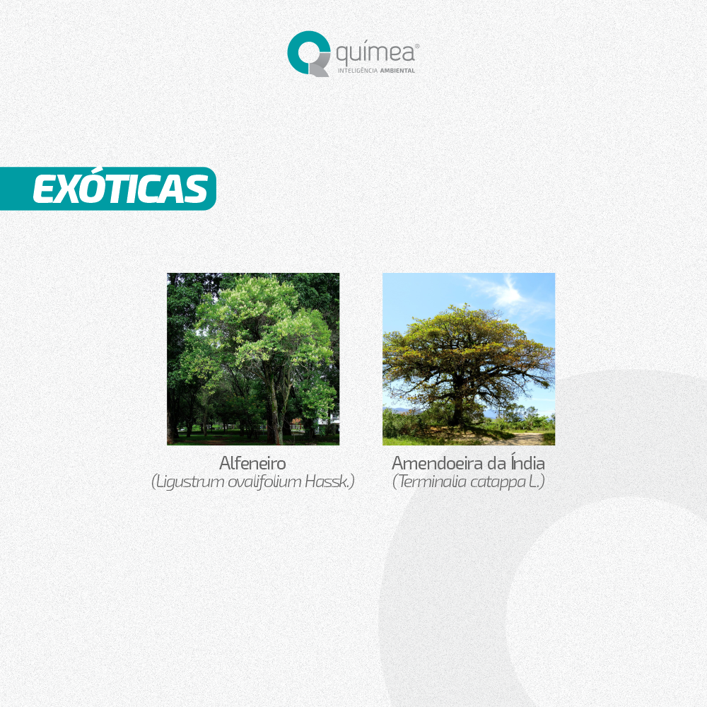 Espécies de Árvores Nativas e Exóticas de São Paulo