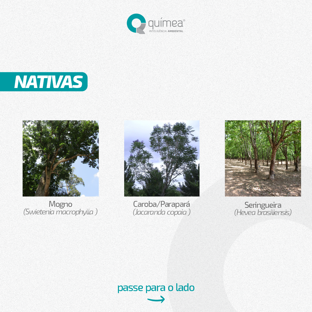 Espécies de Árvores Nativas e Exóticas do Pará