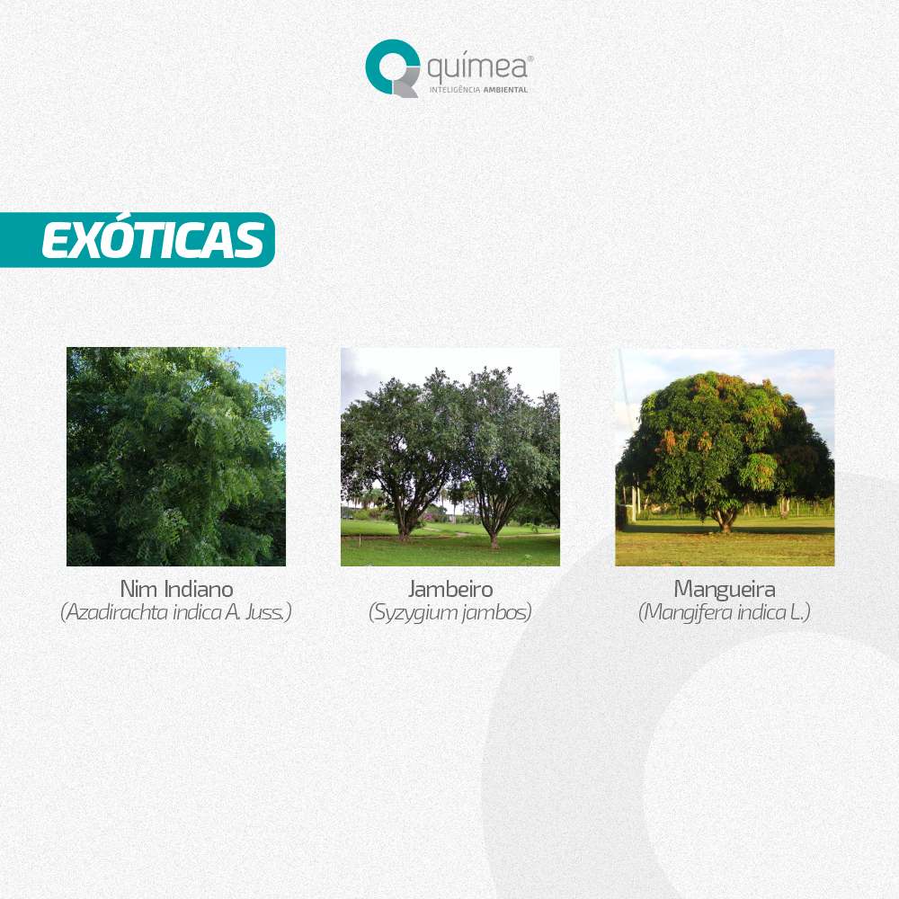Espécies de Árvores Nativas e Exóticas do Pará