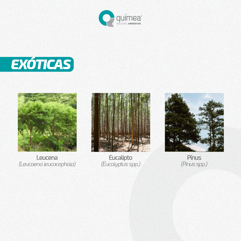Espécies de Árvores Nativas e Exóticas do Paraná