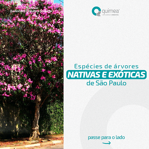 Espécies de Árvores Nativas e Exóticas de São Paulo